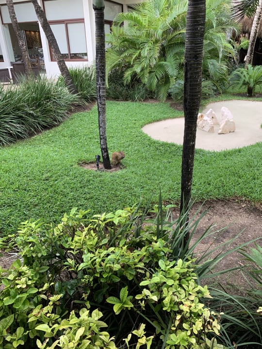 Gartenanlage Akumal Bay Beach & Wellness Resort