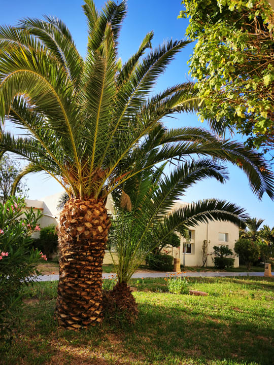 Gartenanlage TUI MAGIC LIFE Penelope Beach
