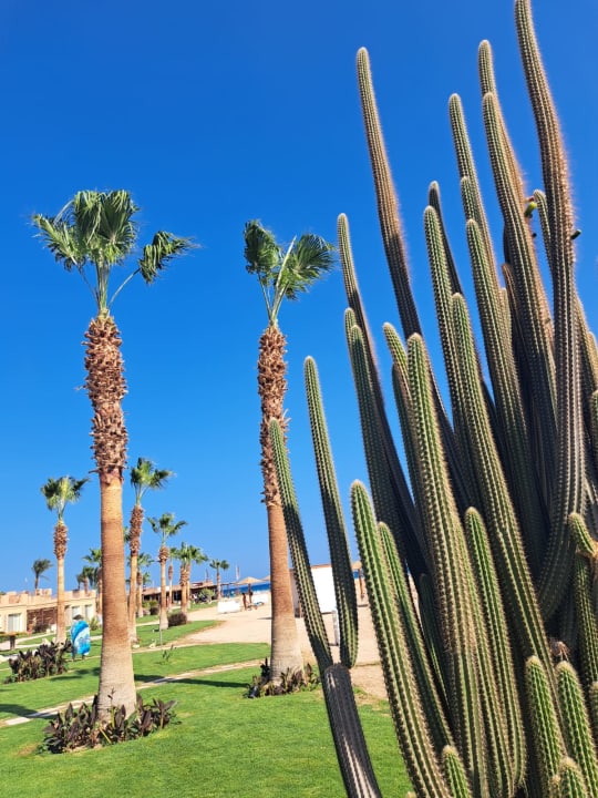 Gartenanlage Shams Prestige Abu Soma-Adults Only