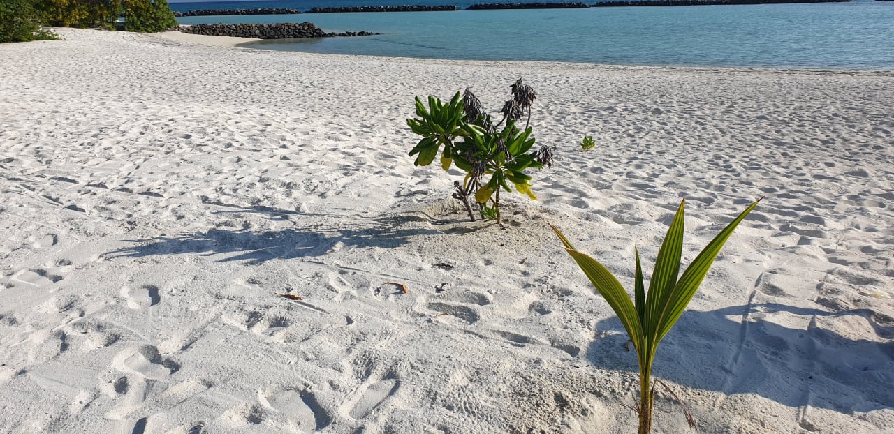 Strand Summer Island Maldives