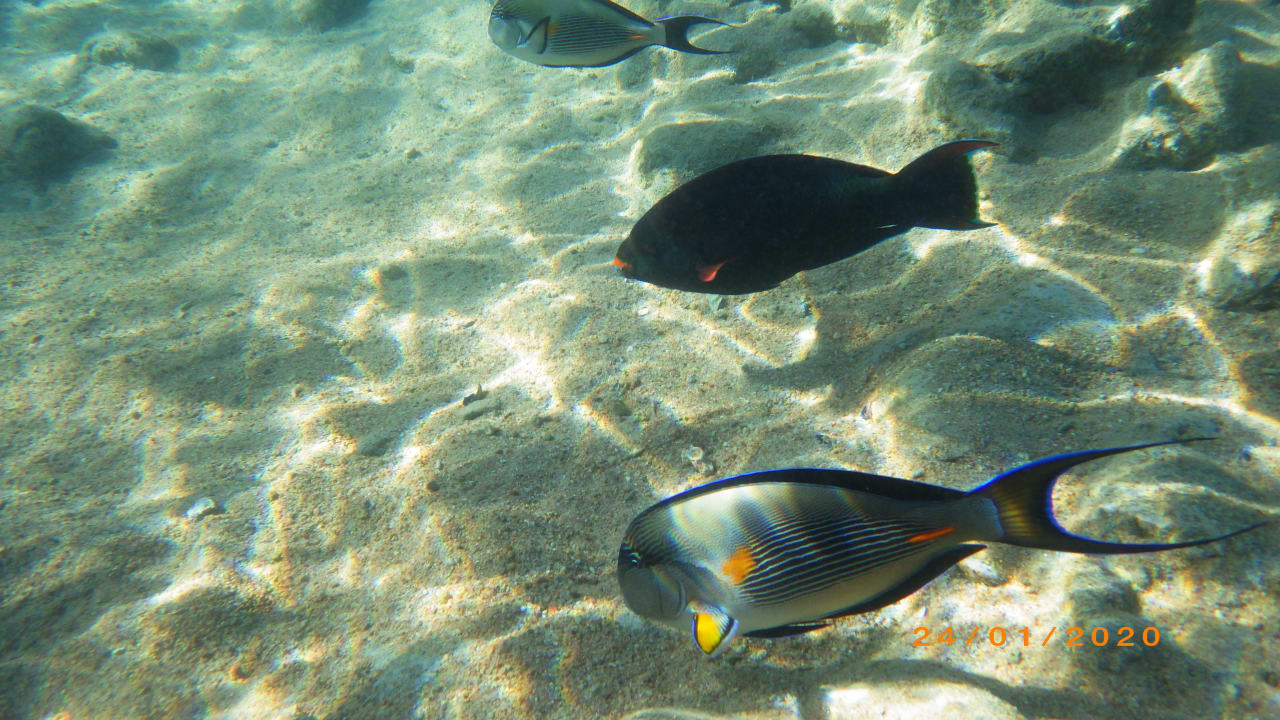 Strand Pickalbatros Citadel Resort