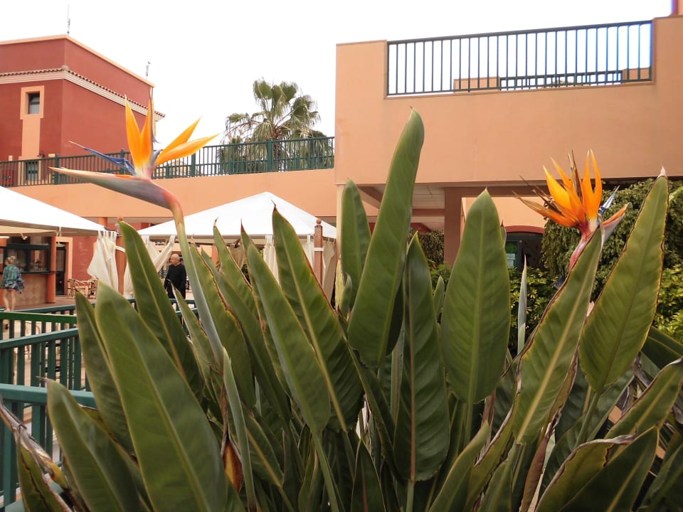 Fiori pappagallo O7 Aloe Corralejo
