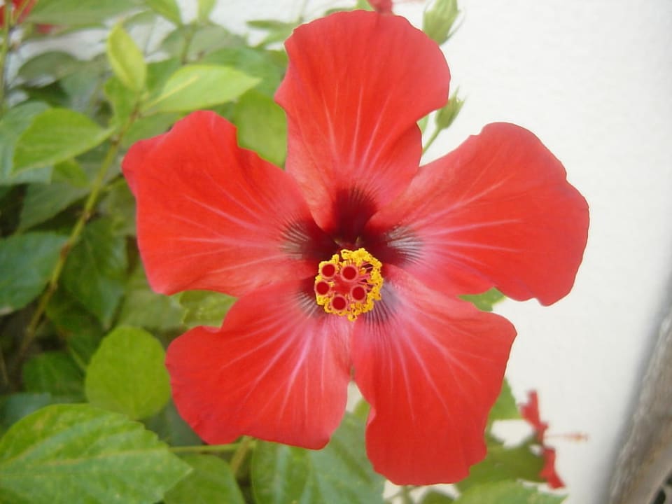 Schöne Blüten El Mouradi Club Kantaoui