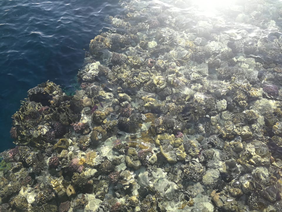 Strand Pickalbatros Palace Hotel-Port Ghalib