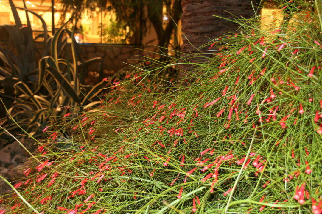 Gartenanlage Hotel Meryan