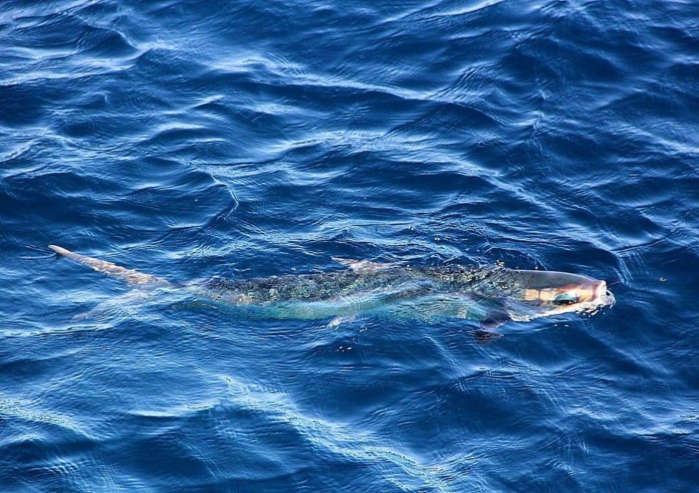 Maritim Hotel Jolie Ville Golf & Resort Pickalbatros Golf Beach Resort