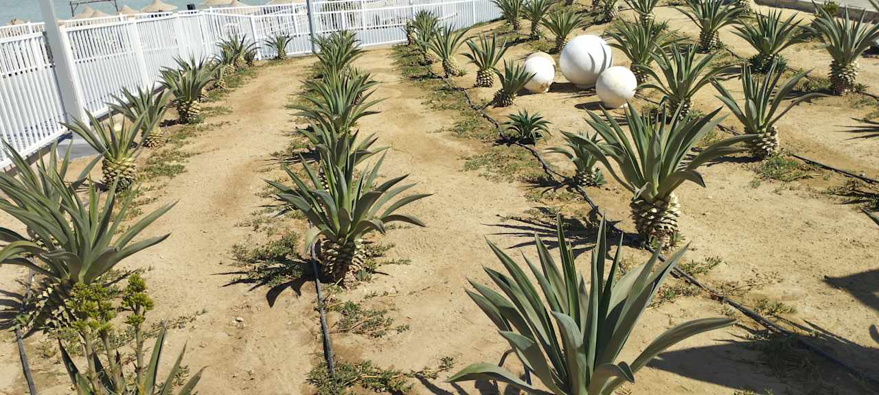 Gartenanlage Pickalbatros Villaggio Resort - Portofino