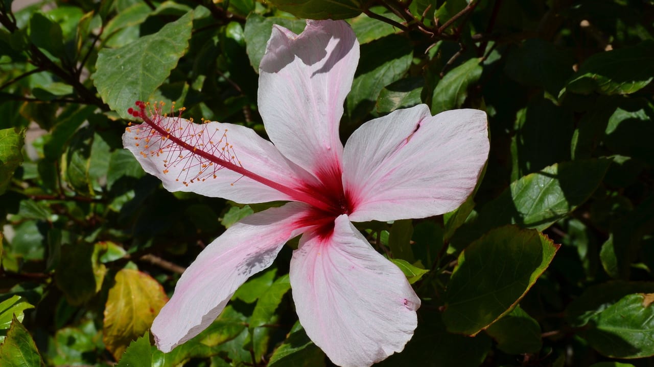 Hibiskusblüte Steigenberger Coraya Beach - Adults only