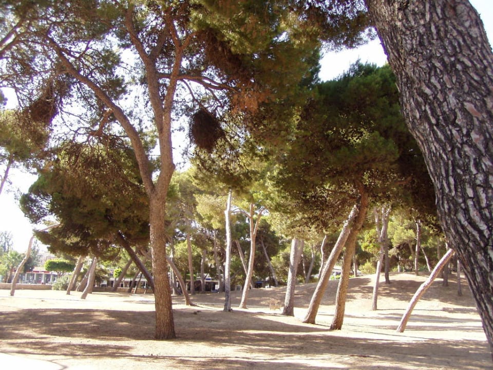 Streifen vor dem Strand Hotel Santa Ponsa Pins