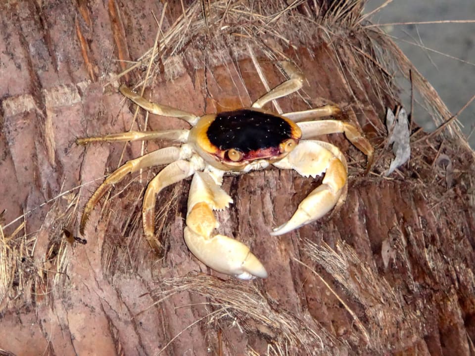 Riesending Cinnamon Hakuraa Huraa Maldives