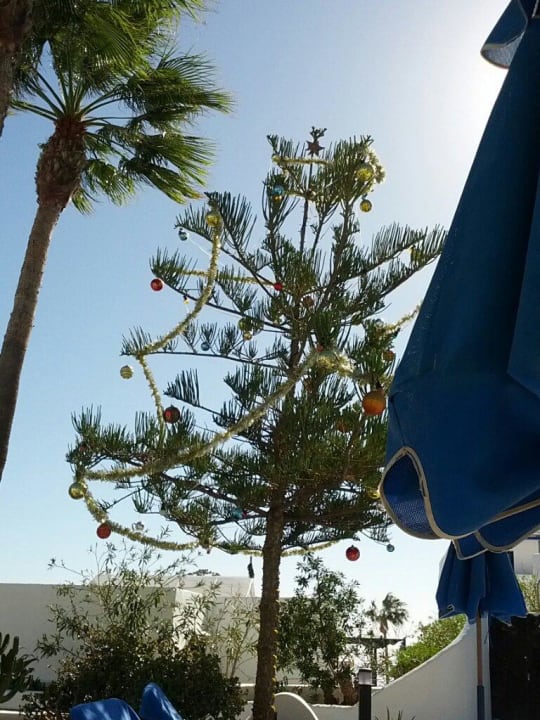 Unsere Weihnachtspalme Bungalows & Appartements Playamar