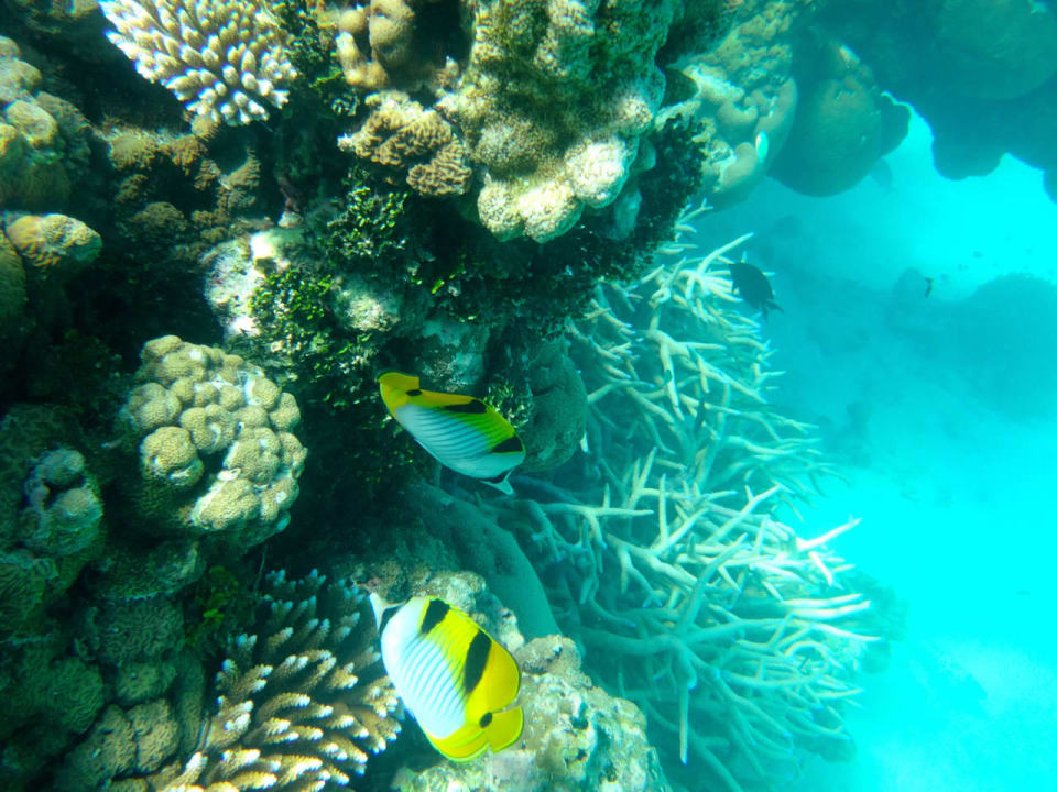 Unterwasserwelt Cinnamon Hakuraa Huraa Maldives