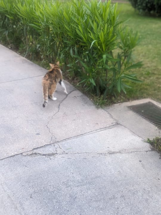 Gartenanlage Labranda Alantur Resort