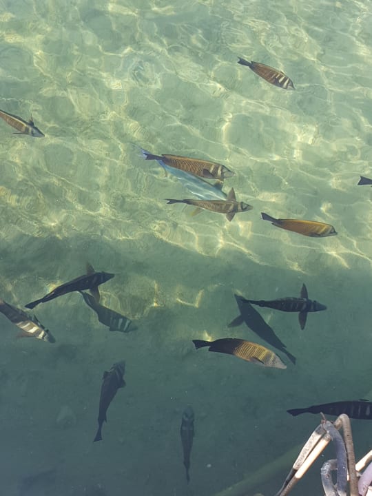 Sonstiges Pickalbatros Dana Beach Resort - Hurghada