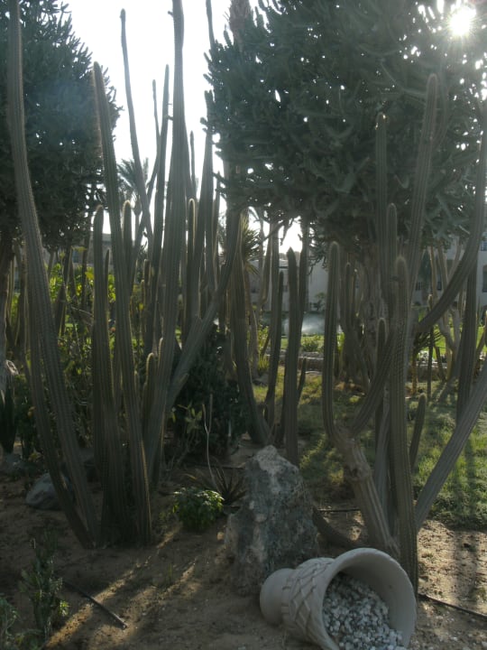 Gartenanlage Jaz Makadi Oasis Resort