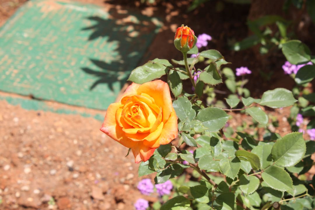 Rose Creta Maris Resort