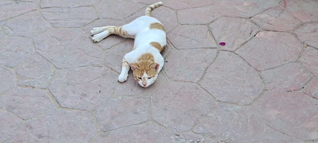 Außenansicht Desert Rose