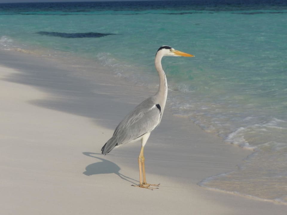 Bewohner von Angaga Angaga Island Resort