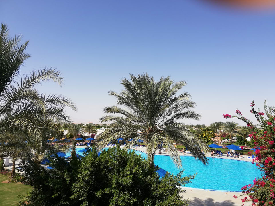 Ausblick Desert Rose