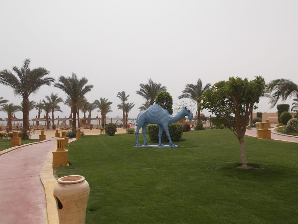 Ein Blaues Kamel, ja richtig gesehen  Pickalbatros Palace Resort