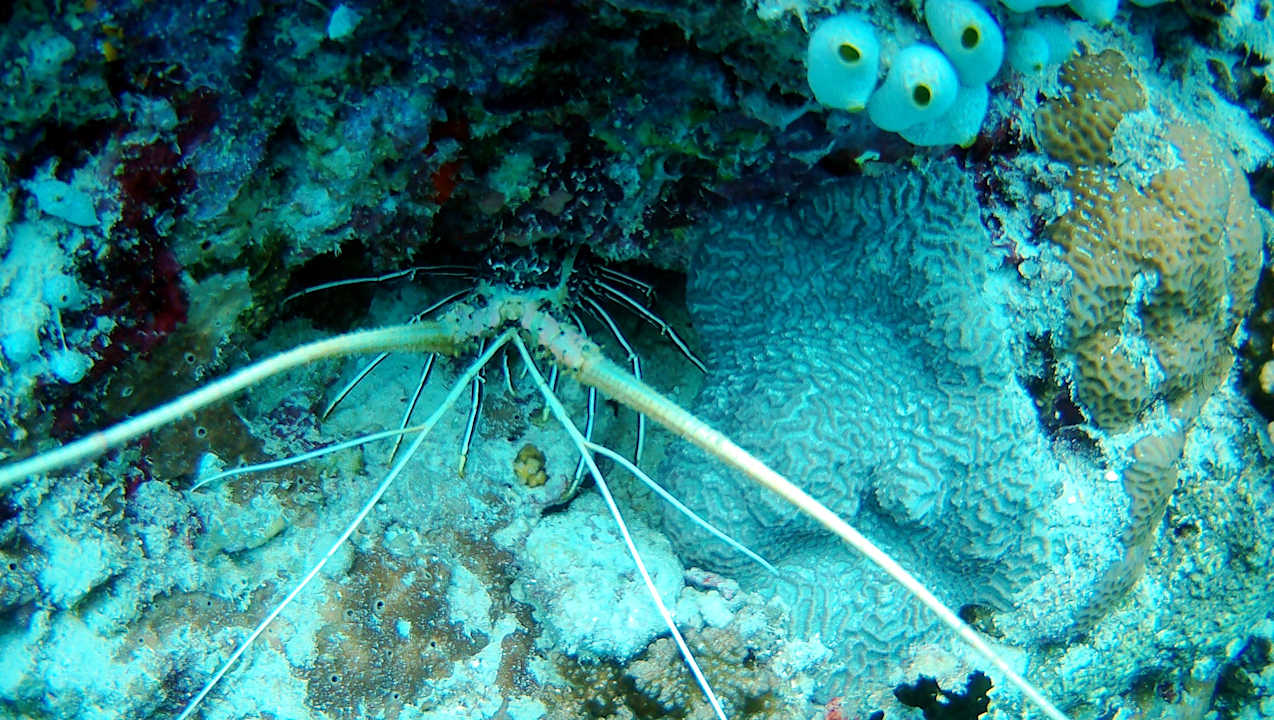 Sonstiges Vilamendhoo Island Resort & Spa