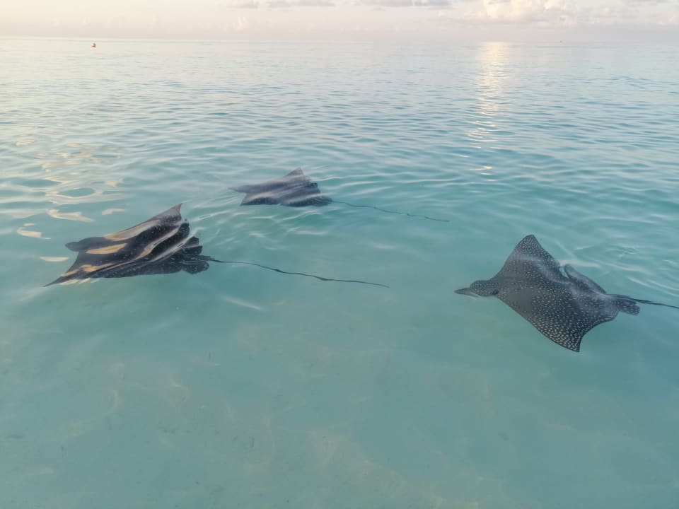 Strand Thulhagiri Island Resort