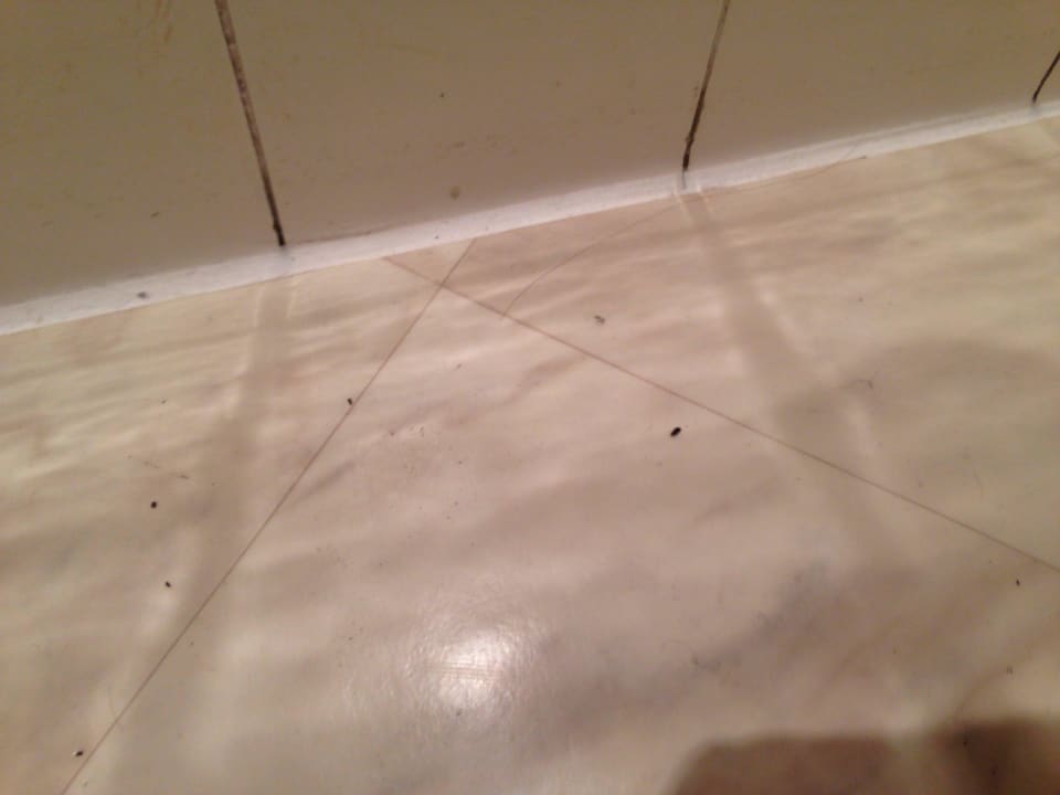 Mäuse Kot J5 Hotels Helvetie Montreux