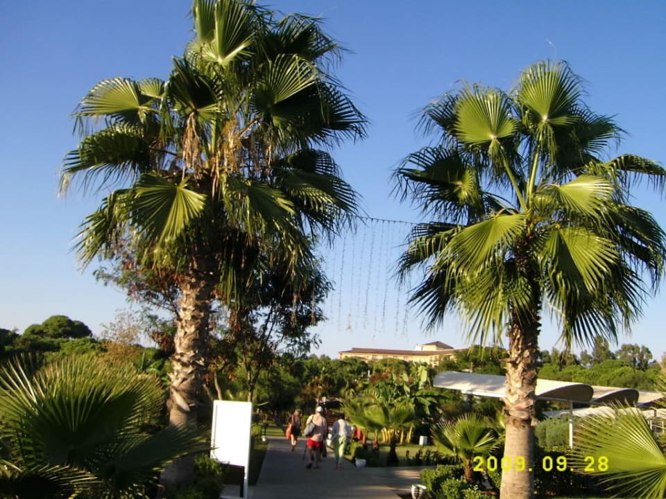 Palmen sind soo herrlich Intourist Club Belek