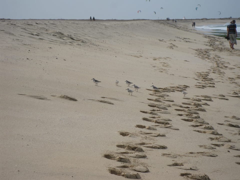 Einige Vögel, aber wenig Meliá Dunas Beach Resort & Spa