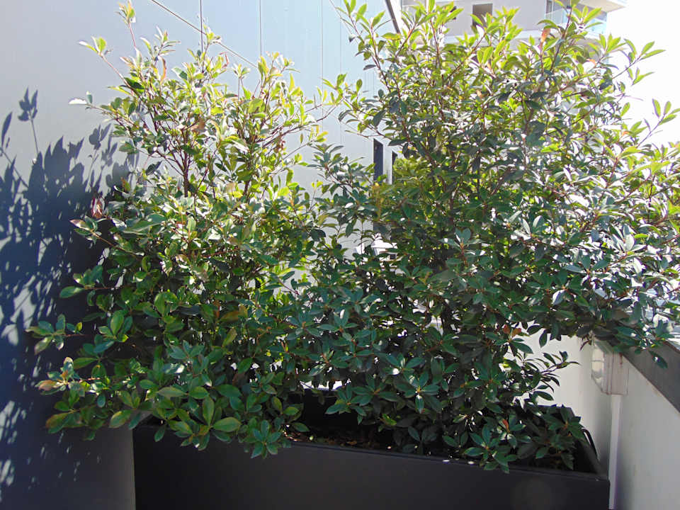 Zimmer Hotel Elisa Tirana, Affiliated by Meliá