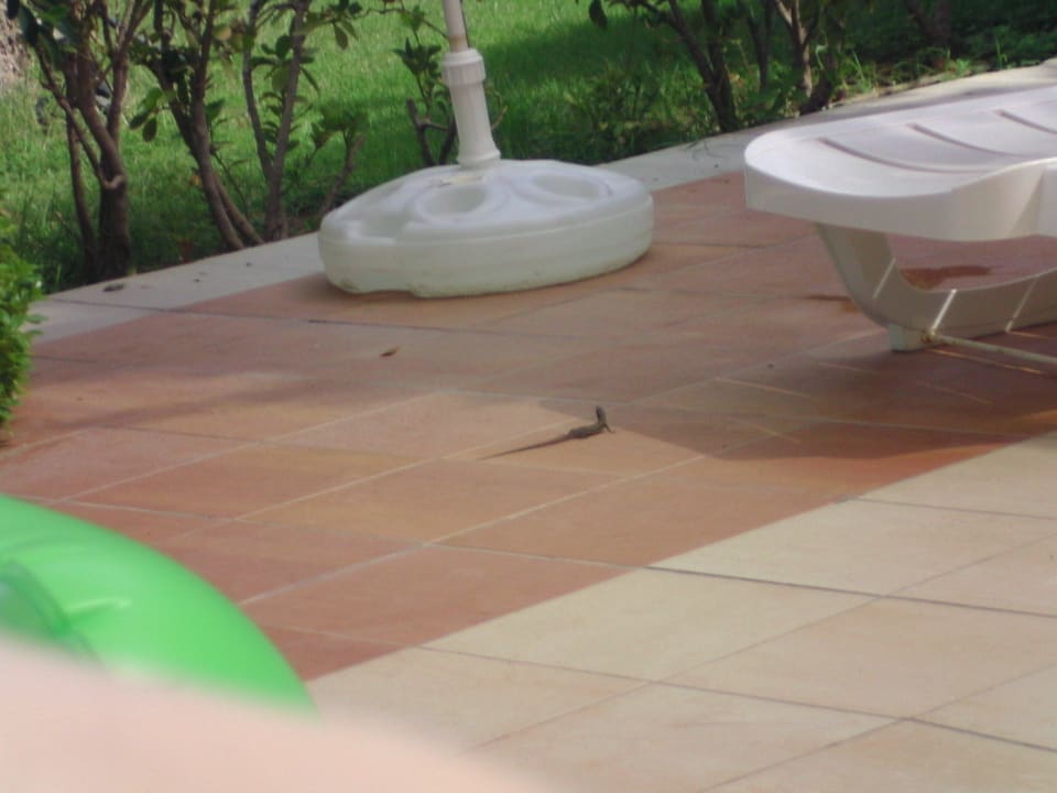 Eidechse am Pool Le Jardin Resort