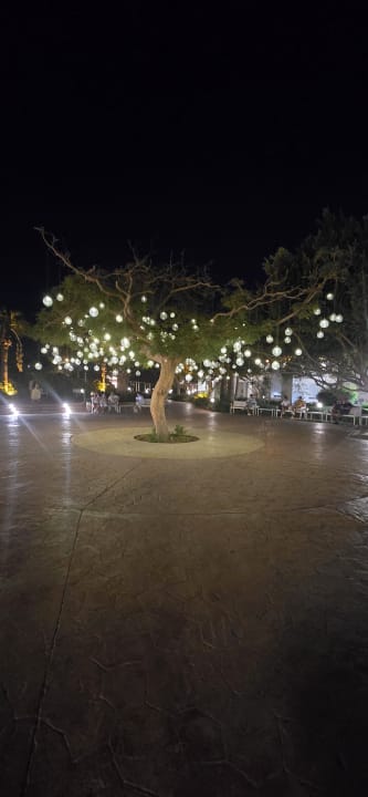Gartenanlage Desert Rose