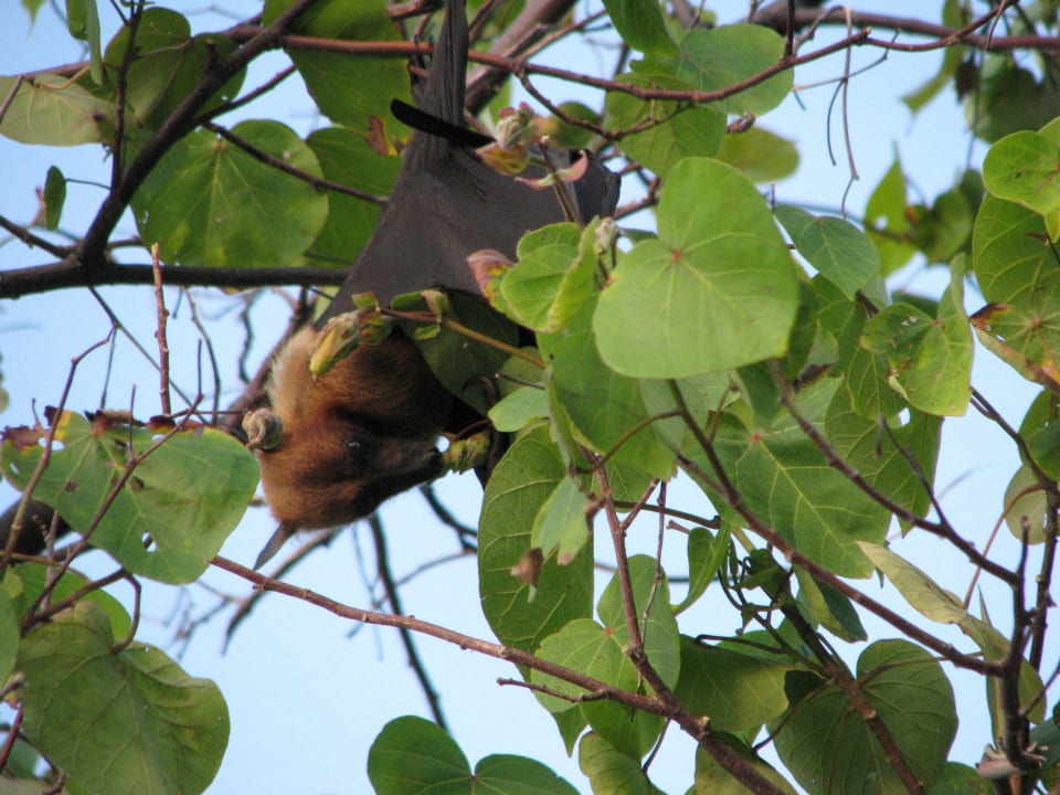 Nietoperz owocowy Adaaran Select Meedhupparu Island Resort - Premium All Inclusive