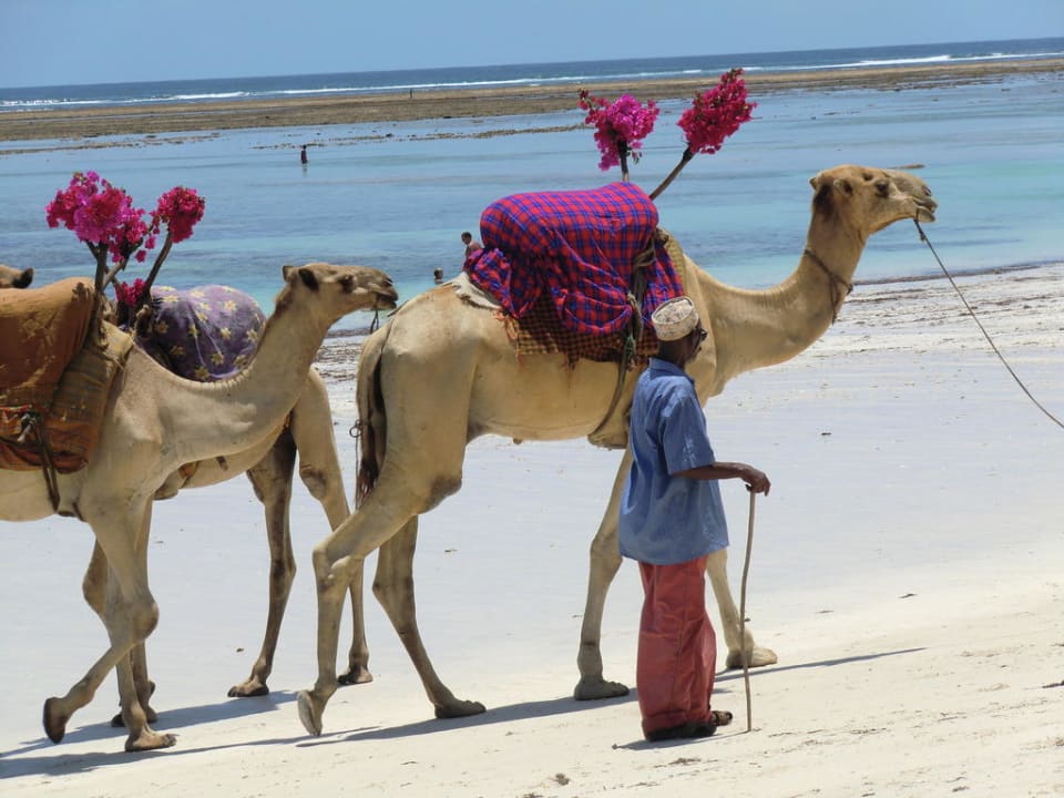 Auf diesen Viechern konnte man reiten Hotel Southern Palms Beach Resort