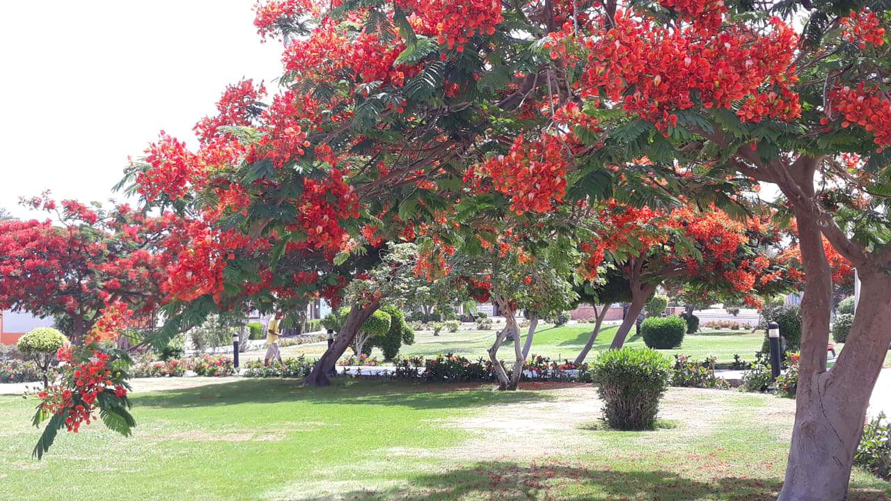 Gartenanlage Hurghada Long Beach Resort