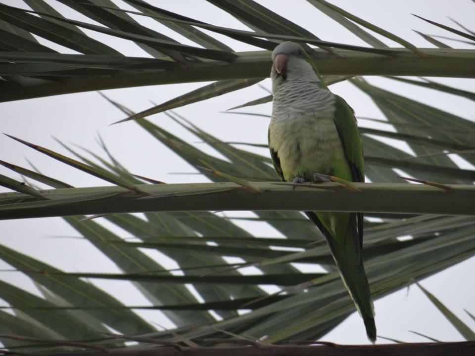 Nette Nachbarn Bungalows Cordial Sandy Golf