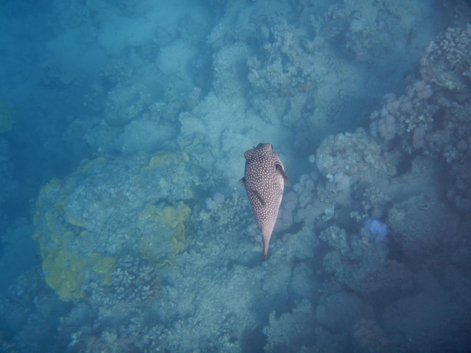 Strand Cleopatra Luxury Resort Makadi Bay