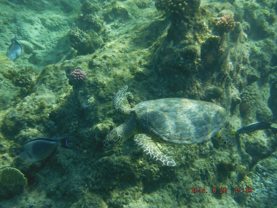 Unterwasserwelt am Hausriff TUI MAGIC LIFE Kalawy