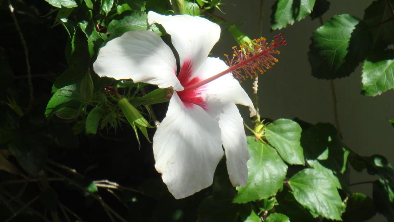 Hibiscuspflanze Hotel Golden Sun