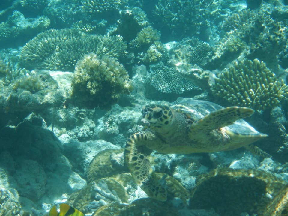 Sport & Freizeit NH Collection Maldives Havodda Resort