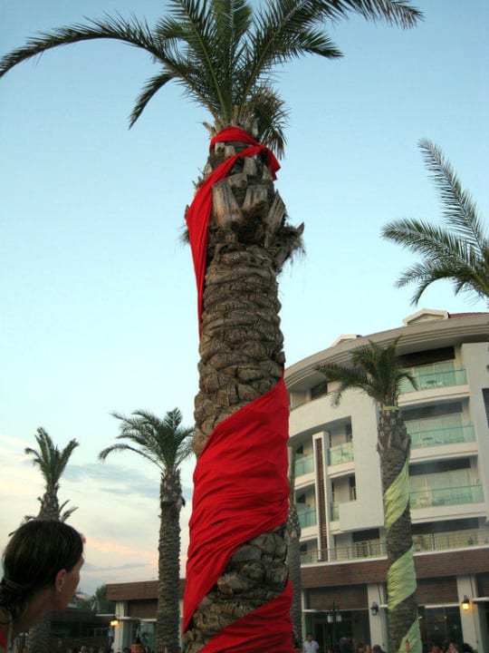 Palme bei Gala-Abend Sunis Evren Beach Resort Hotel & Spa