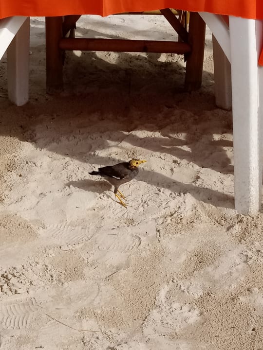 Strand Best Western Premier Bangtao Beach Resort & Spa