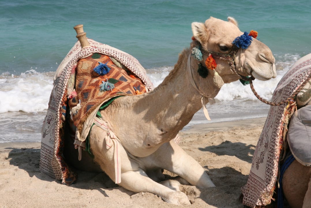 Kamel Three Corners Happy Life Beach Resort