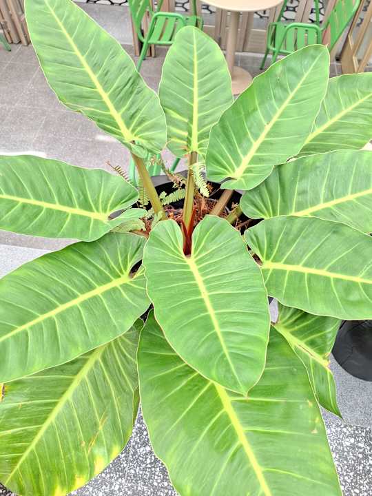 Lobby ASAI Bangkok Chinatown