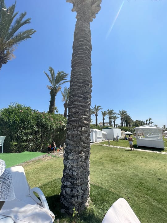 Gartenanlage Hotel Miracle Resort