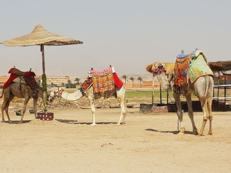 Strand Sentido Caribbean World Soma Bay