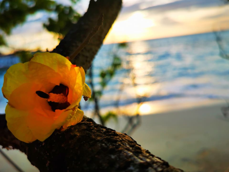 Ausblick Summer Island Maldives