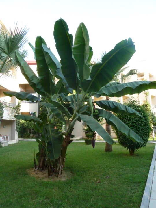 Banane Labranda Alantur Resort
