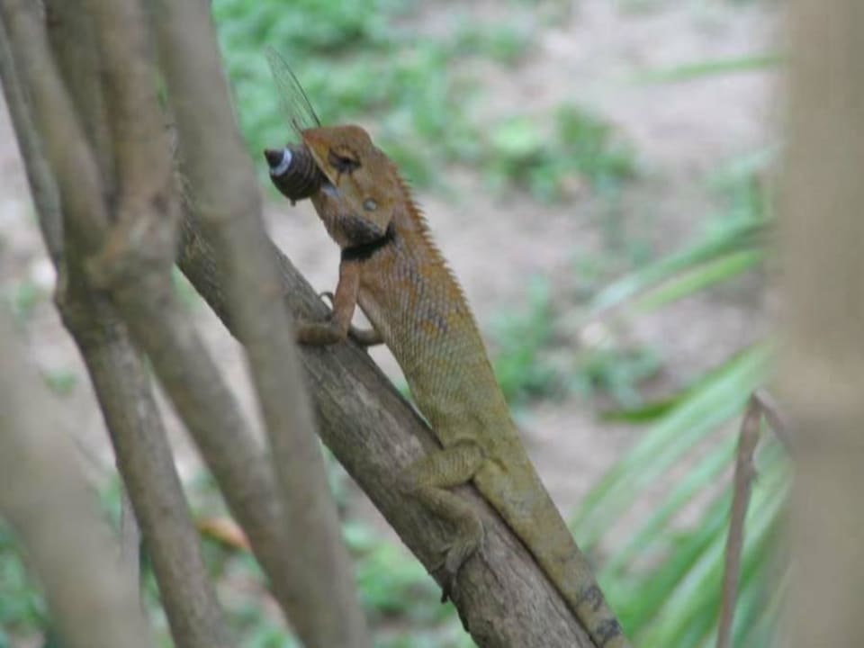 Natur Best Western Phuket Ocean Resort