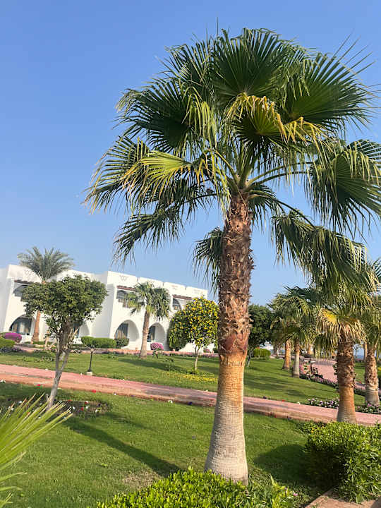 Gartenanlage Three Corners Equinox Beach Resort